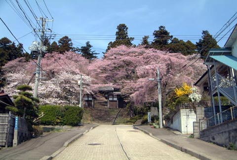 満開の桜